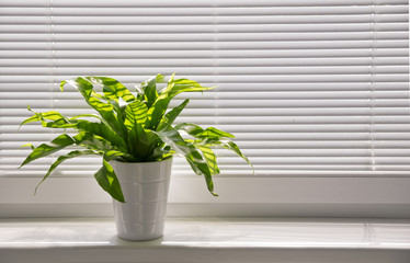 Green plant on the windowsill