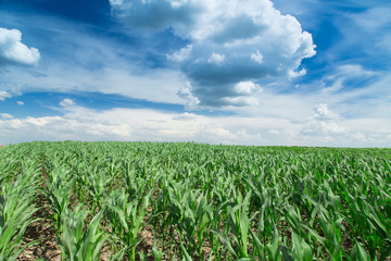 Growing corn field, green agricultural landscape