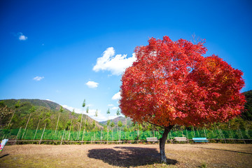Red leaves of the maple in autumn