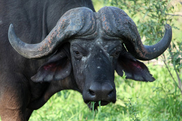 Naklejka premium Cape Buffalo, Kruger Park, South Africa Буйвол. Бык