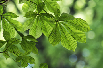 Fototapeta na wymiar Close up of green leaves of chestnut tree