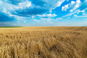 Ripe wheat field over blue sky. Agricultural landscape