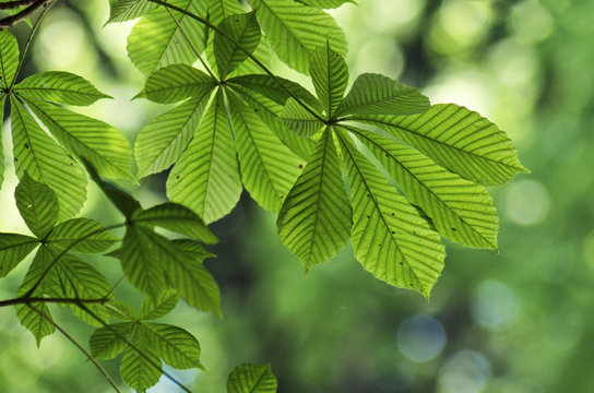 Close up of green leaves of chestnut tree