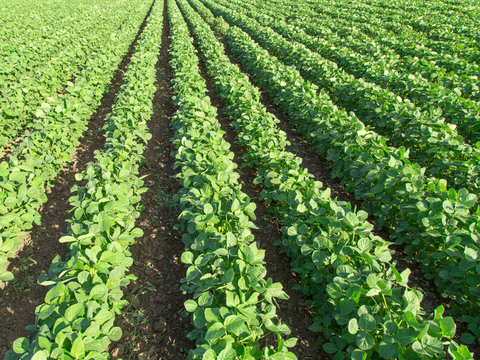 Soybean field ripening at spring season, agricultural landscape