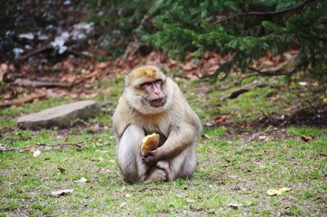 Naklejka premium Barbary Macaque Monkey Eating a Potato
