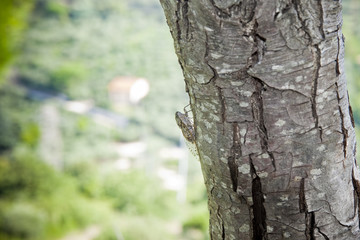 Small cicada in a tree