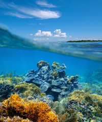 Fototapeta premium Over-under split view coral reef underwater