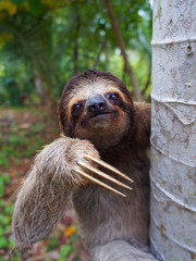 Portrait of Brown-Throated sloth on a tree