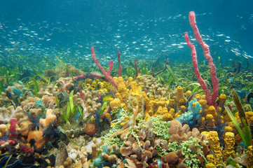 Thriving and colorful underwater life