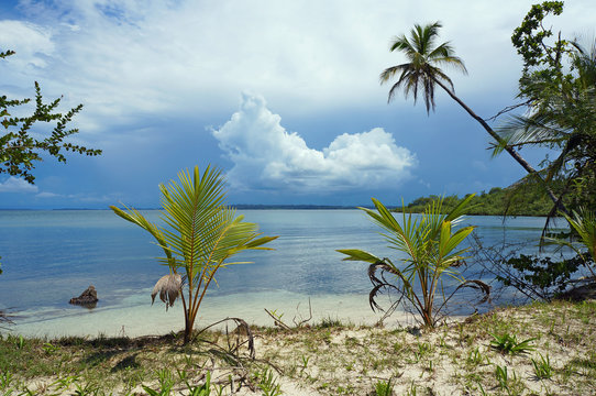 Calm tropical shore with coconut trees and cloud
