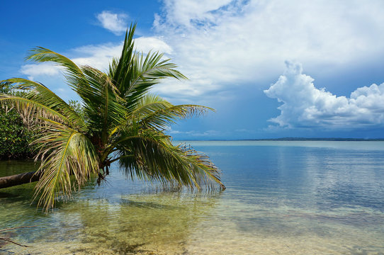 Coconut tree leaning over the Caribbean sea