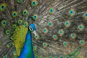 Fototapeta na wymiar Blue Necked Peacock