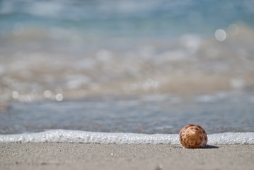 Shell on the beach