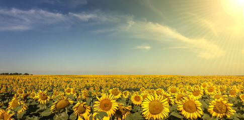 Sunset Sunflowers