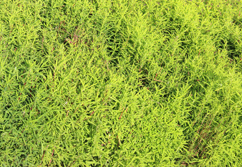 Green background of kochia plants