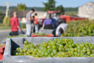 vendanges