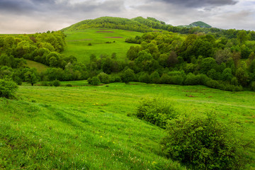 Fototapeta na wymiar trees near valley in mountains on hillside