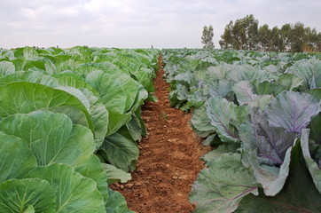Naklejka premium Multicolored Collard