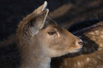 Fallow deer