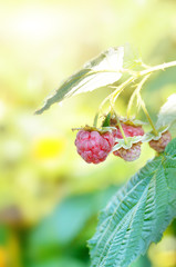 Ripe organic raspberries