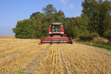 red harvester