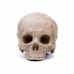 Human skull model