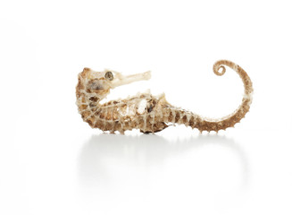 sea horse little fish