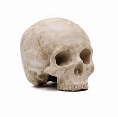 Naklejka premium Human skull model