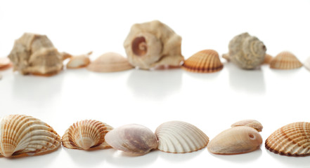 line of different sea shells