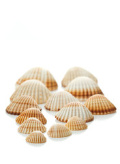 conch shells isolated on white background