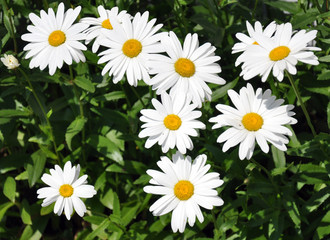 daisy blooming in the garden