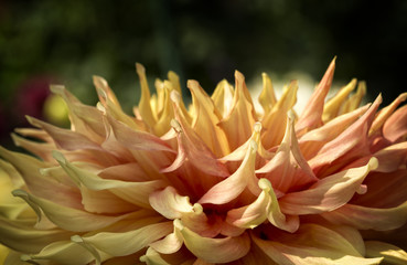 Colorful Dahlia Flower