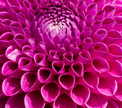 Colorful Pink Dahlia Flower
