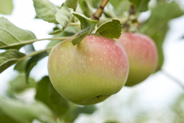 Apples growing in the tree