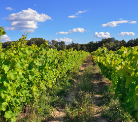 Naklejka premium Vineyard