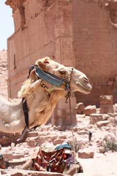 Testa di cammello a Petra