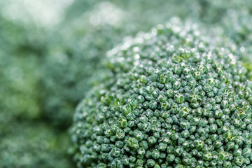 Broccoli macro shot