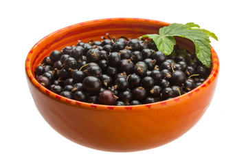 Black currant