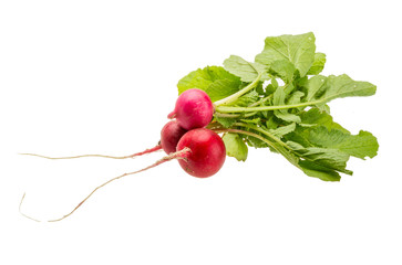 Fresh radish