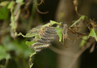 椿の葉のチャドクガの幼虫