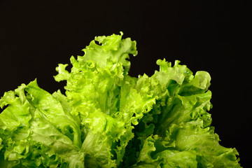 Fresh lettuce against black background.