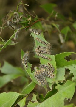 椿の葉のチャドクガの幼虫