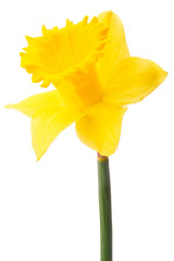 Daffodil flower or narcissus isolated on white background cutout