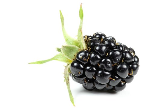 Brombeere isoliert auf wei&szlig;em Hintergrund