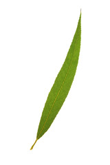 Green leaf of White willow (Salix alba) isolated on white