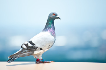 Dove