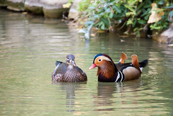 Male Wood Duck (aix sponsa) swimming in pond