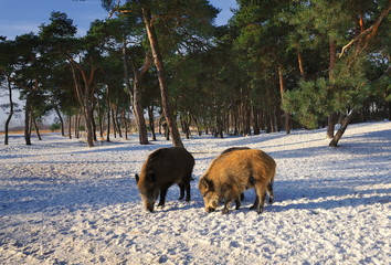 Krajobraz wiejski, dziki © janmiko