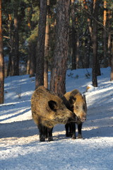 Krajobraz wiejski, dziki © janmiko