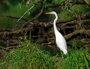 White Heron (Egretta alba)